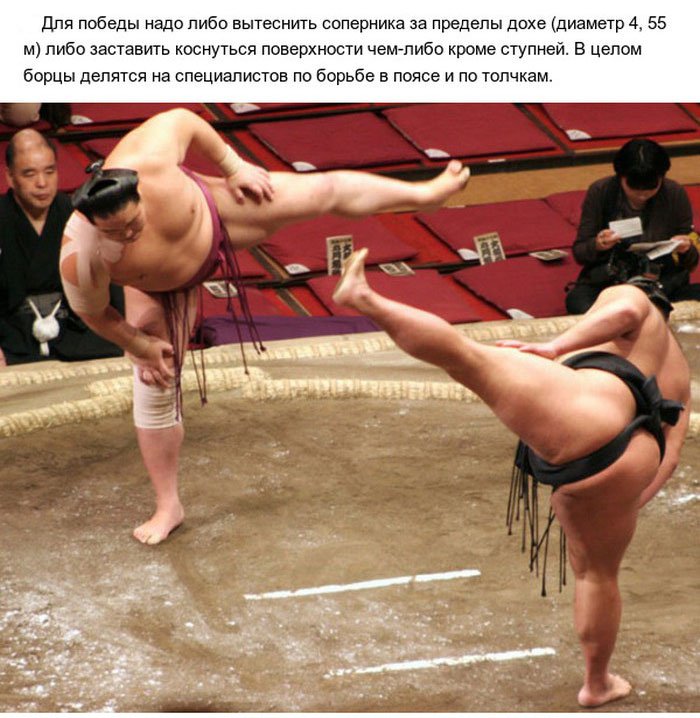 Факты о сумо (10 фото)