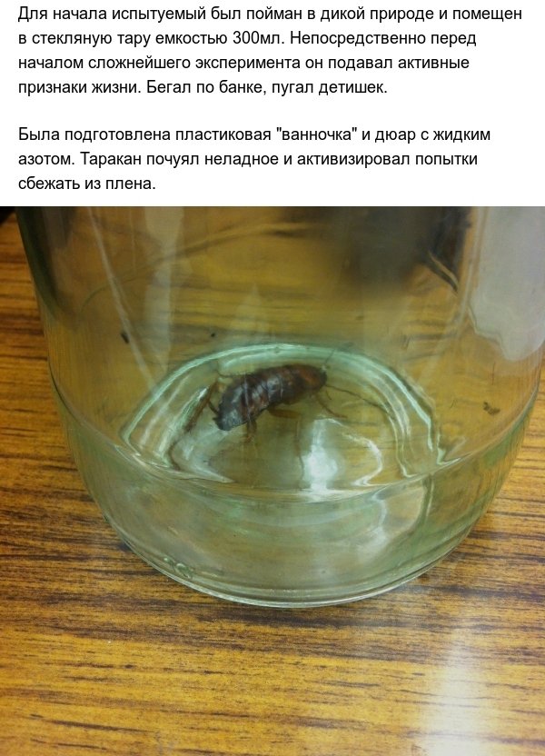 Выдержат ли тараканы экстремальный холод? (8 фото)