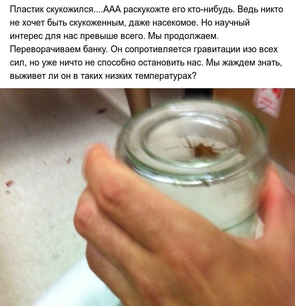 Выдержат ли тараканы экстремальный холод? (8 фото)
