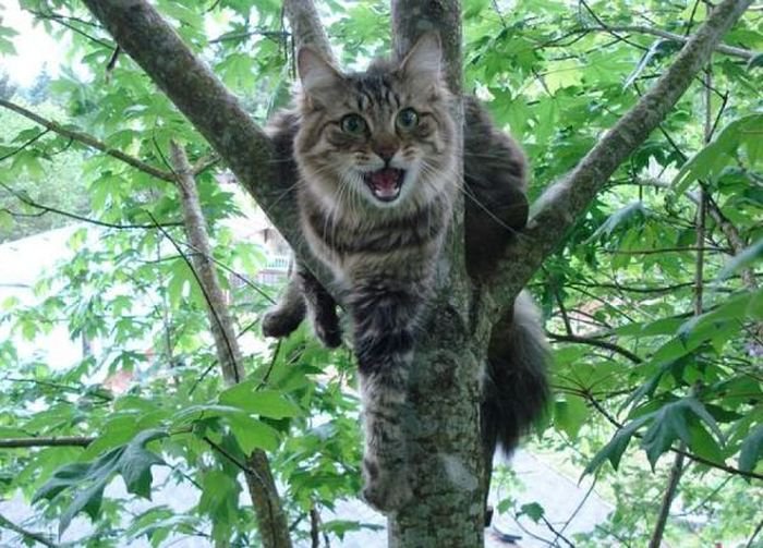 Как снять кота с дерева (2 фото)