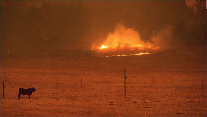 Лесные пожары в Калифорнии (24 фото)