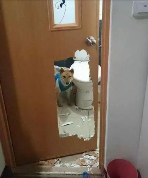 Не стоило запирать собаку в ванной (3 фото)