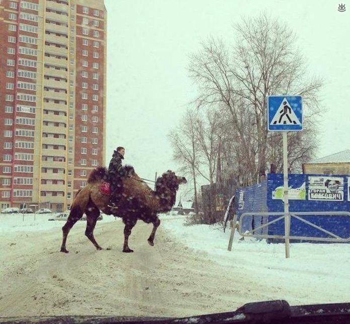 Только в России (42 фото)
