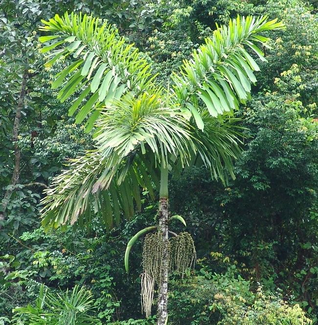 Пальма с необычными корнями (6 фото)