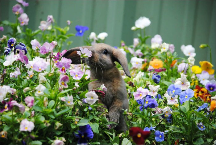Зверушки нюхают цветы (25 фото)