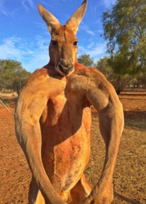 Когда кенгуру накачан лучше тебя (9 фото)