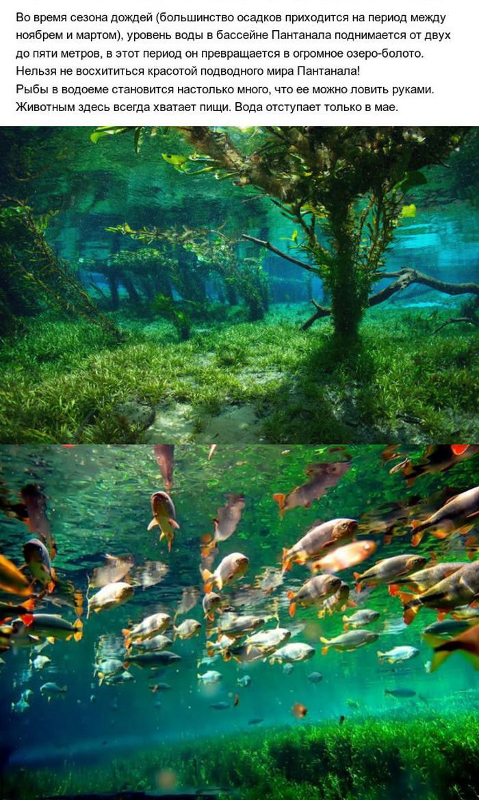 Пантанал - южноамериканские болота (10 фото)