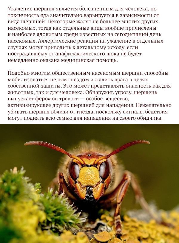 Самые опасные животные, обитающие на территории России (17 фото)