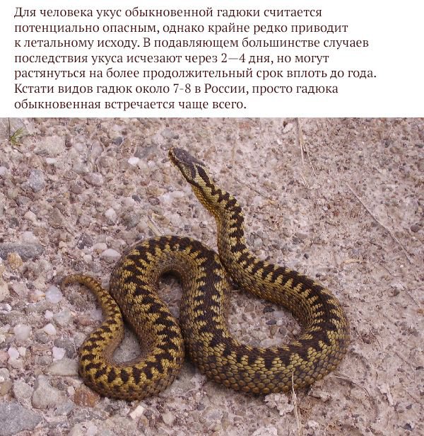 Самые опасные животные, обитающие на территории России (17 фото)