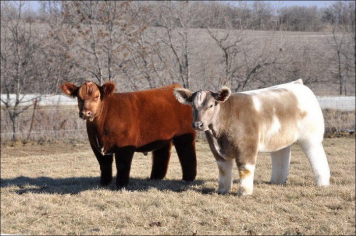 Самые милые коровы в мире (11 фото)