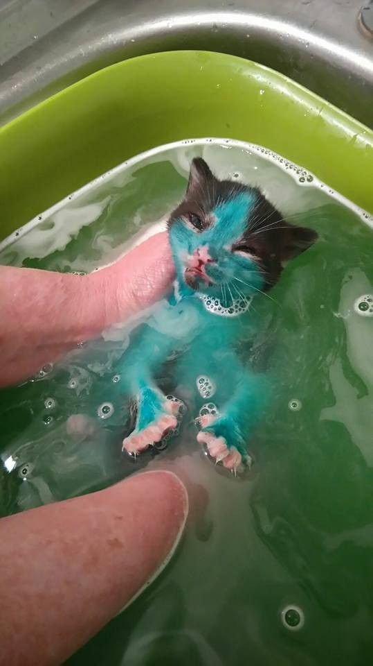 Отмываем цветных котят (8 фото)
