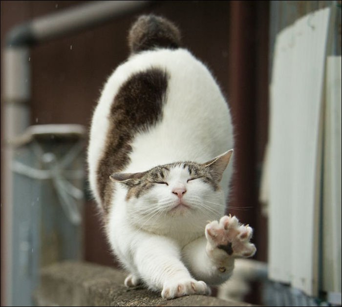 Коты в Токио (18 фото)