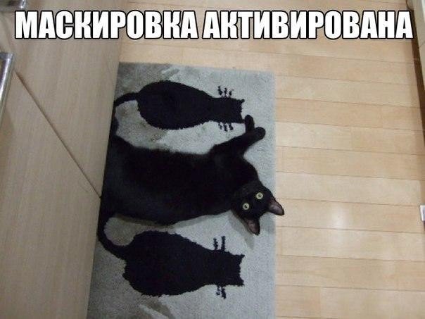 Загонные котики (25 фото)