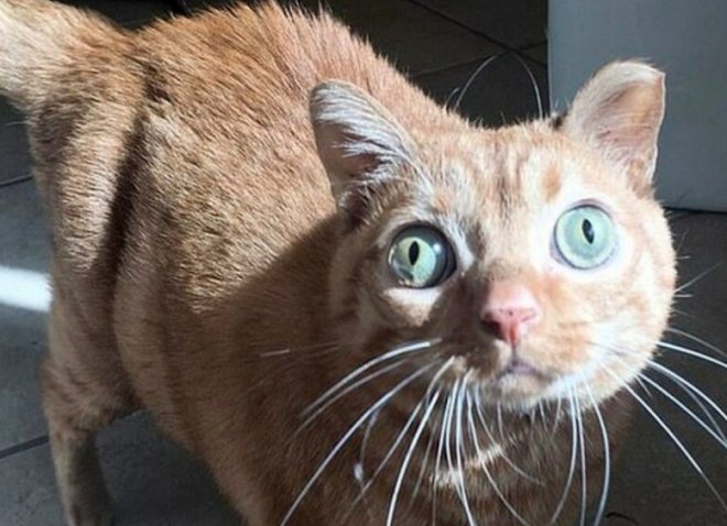 Глазастая кошка Потейто - новая звезда сети (9 фото)