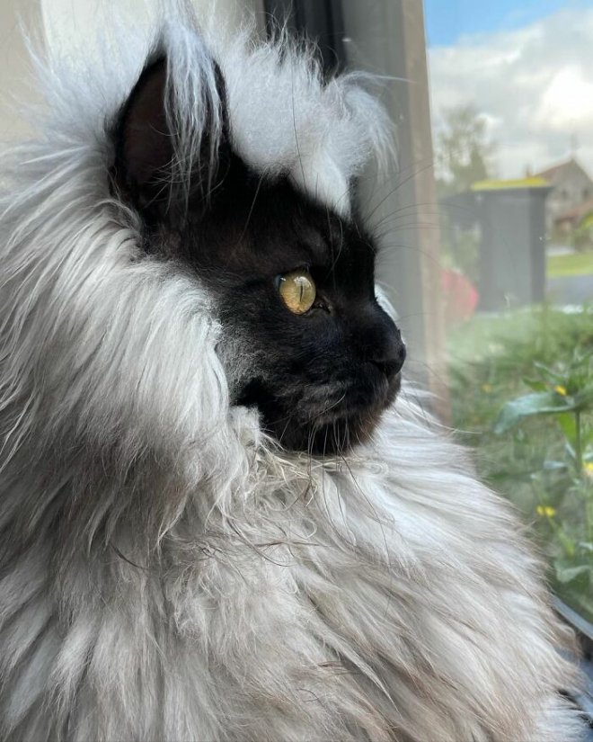 Ричи - кот мейн-кун с необычным окрасом (17 фото)