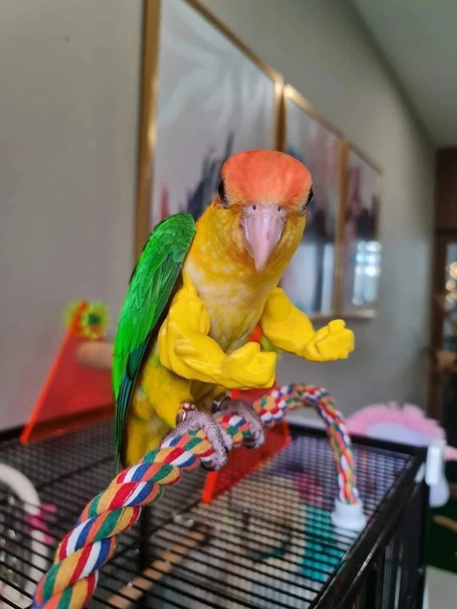 Забавные попугаи с накладными руками