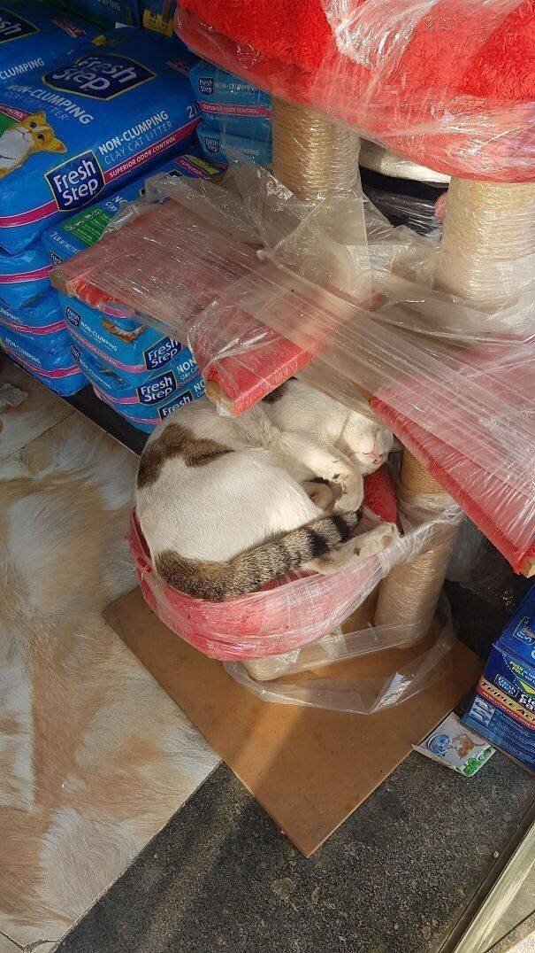 Коты, которые спят в необычных местах