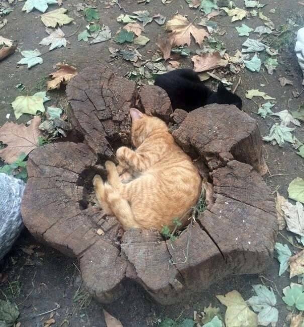 Коты, которые спят в необычных местах