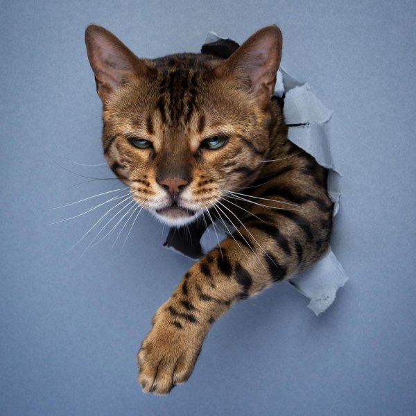 Забавные снимки котов от немецкого фотографа