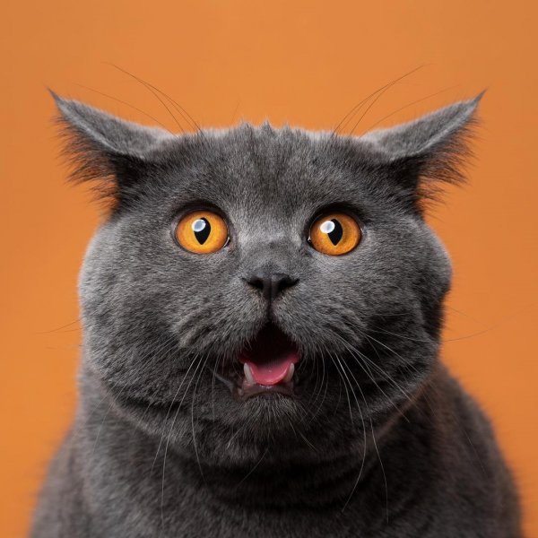 Забавные снимки котов от немецкого фотографа