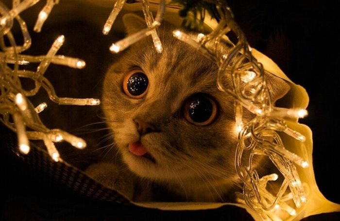 Смешные картинки коты и новый год