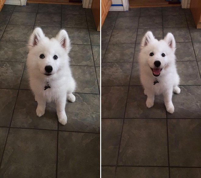 Собаки до и после похвалы (23 фото)