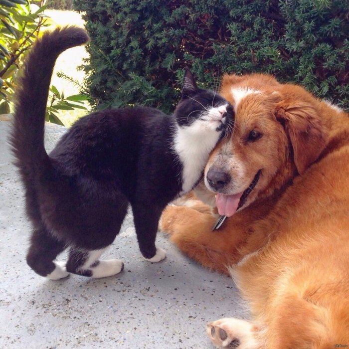 Дружба котов и собак (30 фото)