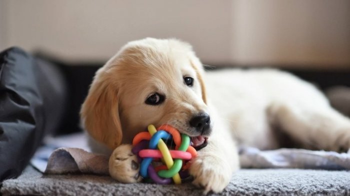 Собаки со своими игрушками