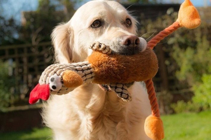 Собаки со своими игрушками