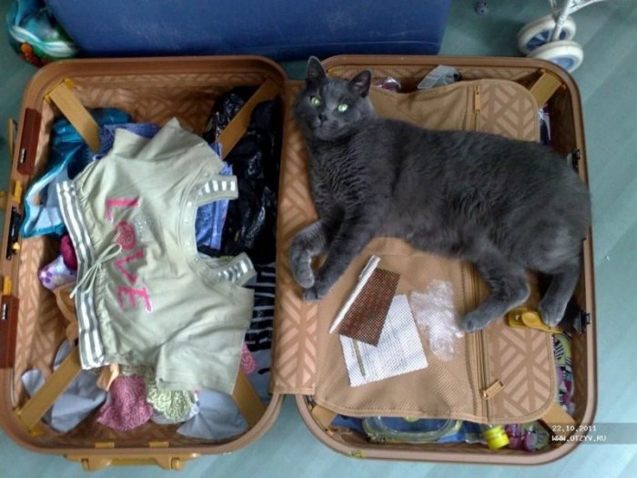 Коты и чемоданы