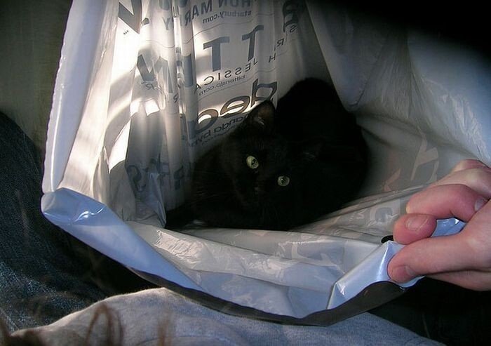 Коты в пакетах