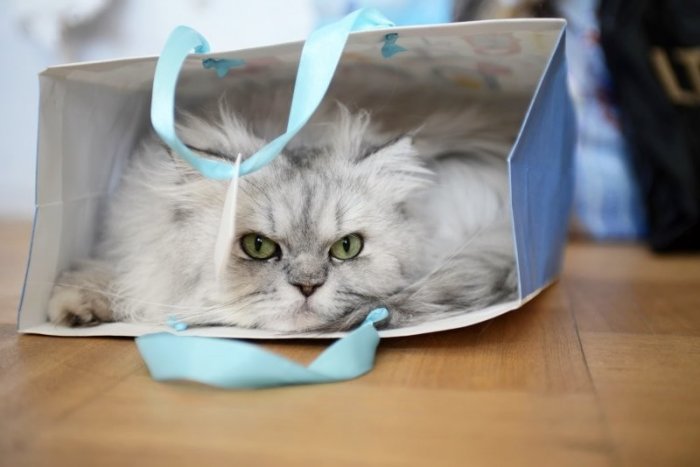 Коты в пакетах