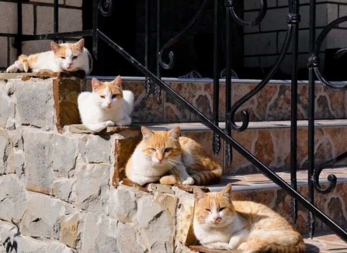 Коты на лестницах