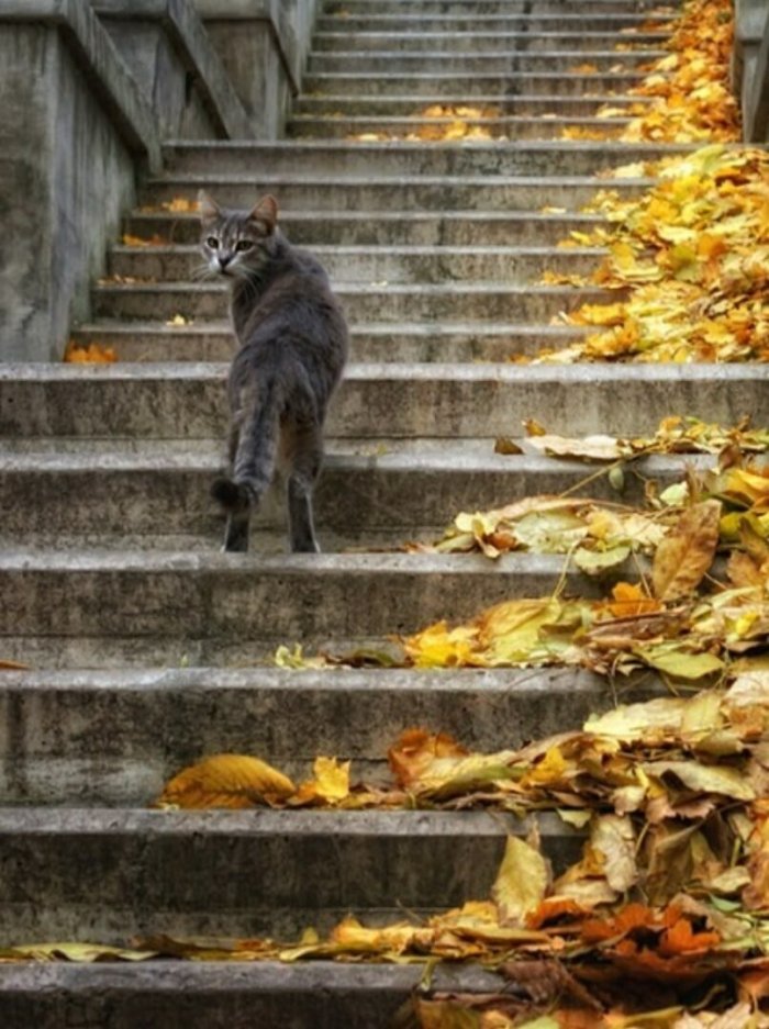 Коты на лестницах