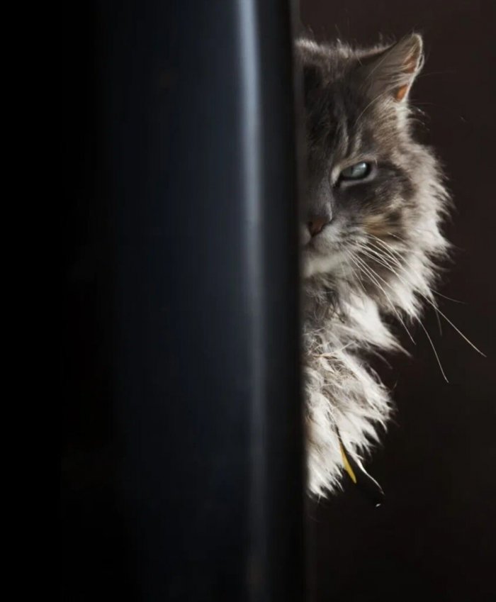 Коты-наблюдатели (21 фото)