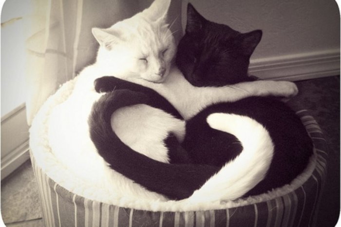 Коты-сердечки (17 фото)