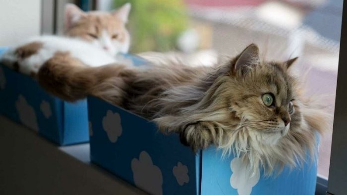 Коты и коробки