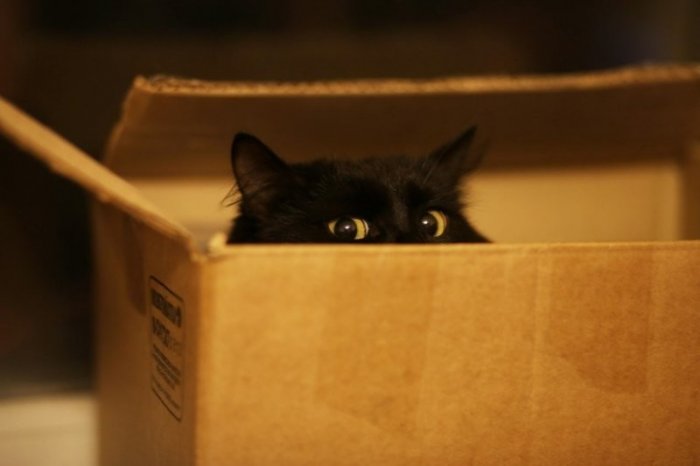 Коты и коробки