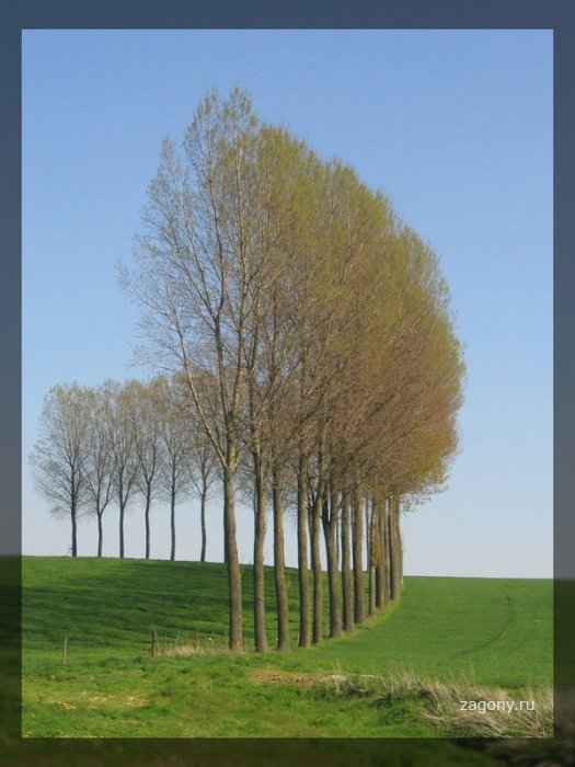 Деревья-гиганты (29 фото)