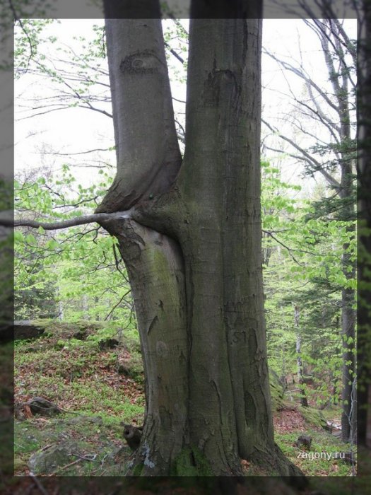 Деревья-гиганты (29 фото)