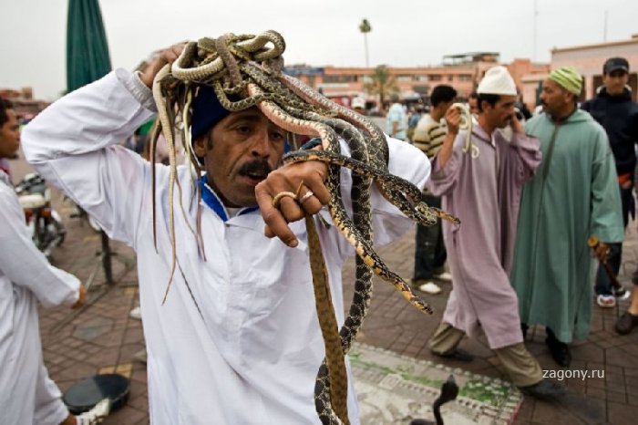 Заклинатели змей (8 фото)