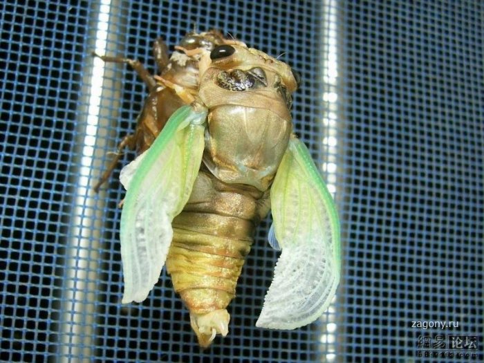 Линька жука (10 фото)