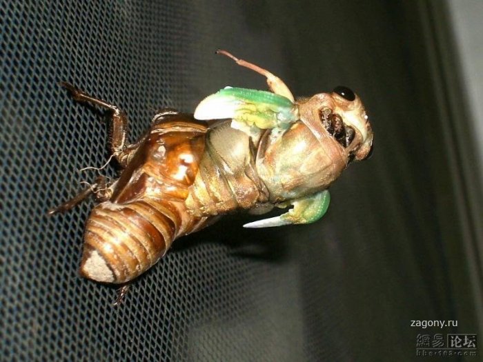 Линька жука (10 фото)