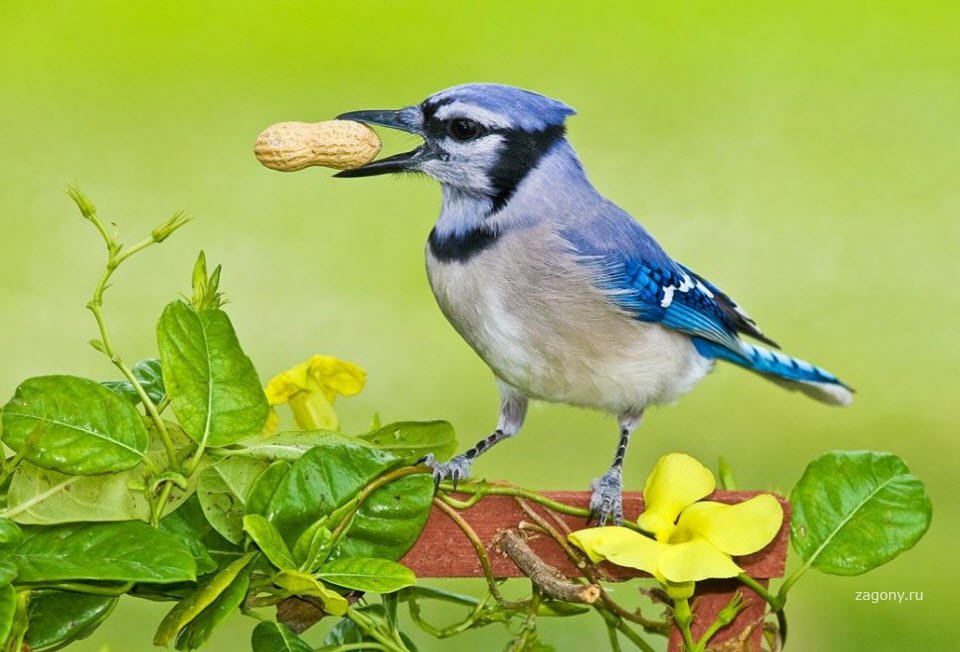 Птички невелички детская. «Голубые сойки». Разноцветные сойки. Птичка-невеличка. Птичка невеличка в природе.
