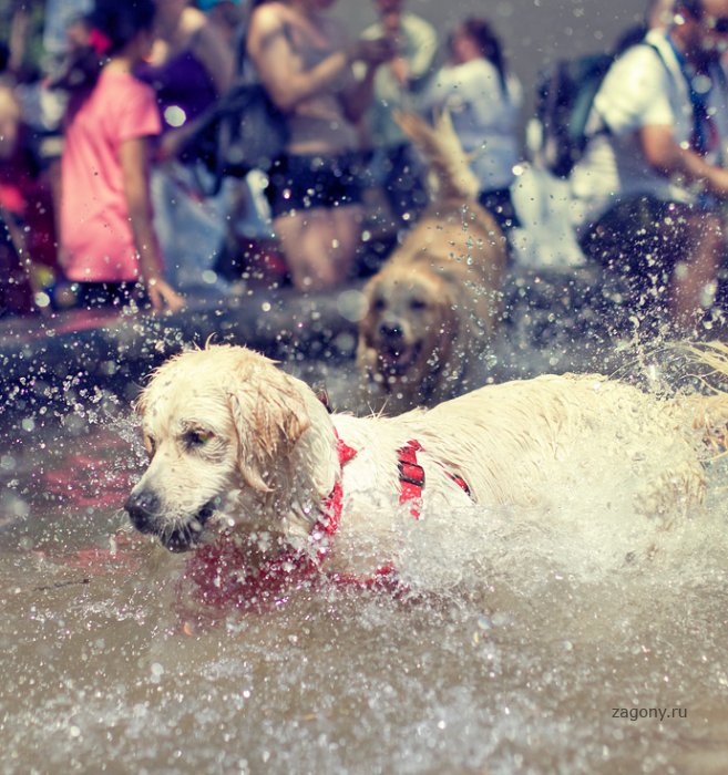 Собачий фестиваль Woofstock (14 фото)