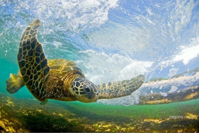 Гавайские волны (21 фото)