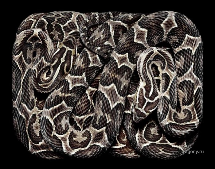 Змеиный клубок (20 фото)