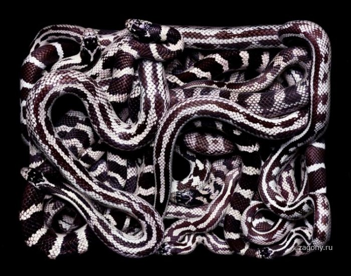 Змеиный клубок (20 фото)