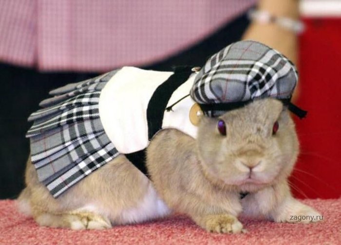 Кроличья мода (12 фото)