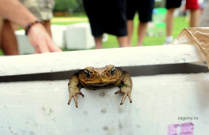 День отлова жаб в Австралии (8 фото)
